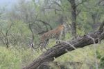 safrica_dec_13_image9.jpg